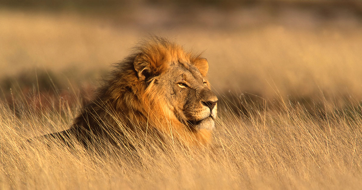A lion resting in the grass